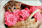 Kangaro - Kangaro k-0014d118 buro-onderlegger pp 38x58cm kitten
