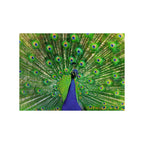 Ravensburger - puzzel peacock 500 stukjes