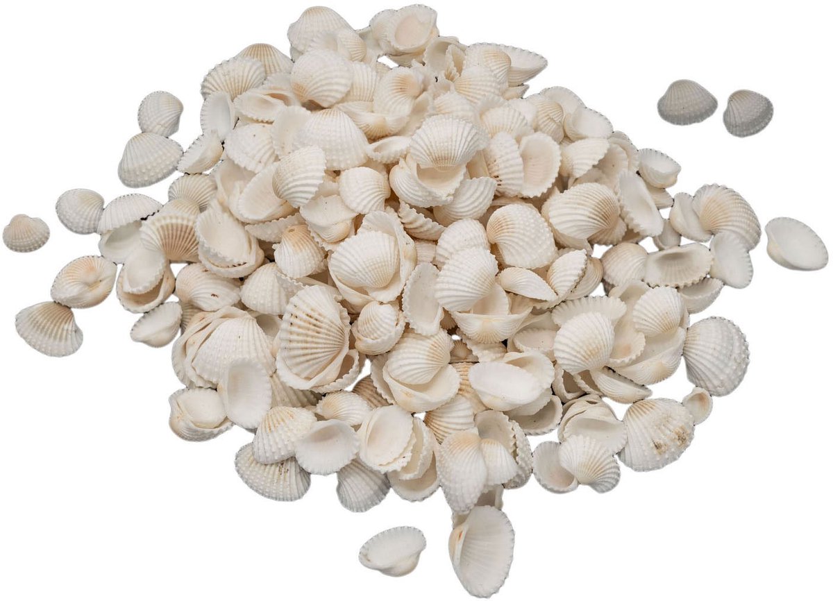 Colorations - schelpen knutselpakket 500 gram - creatieve stranddecoratie.