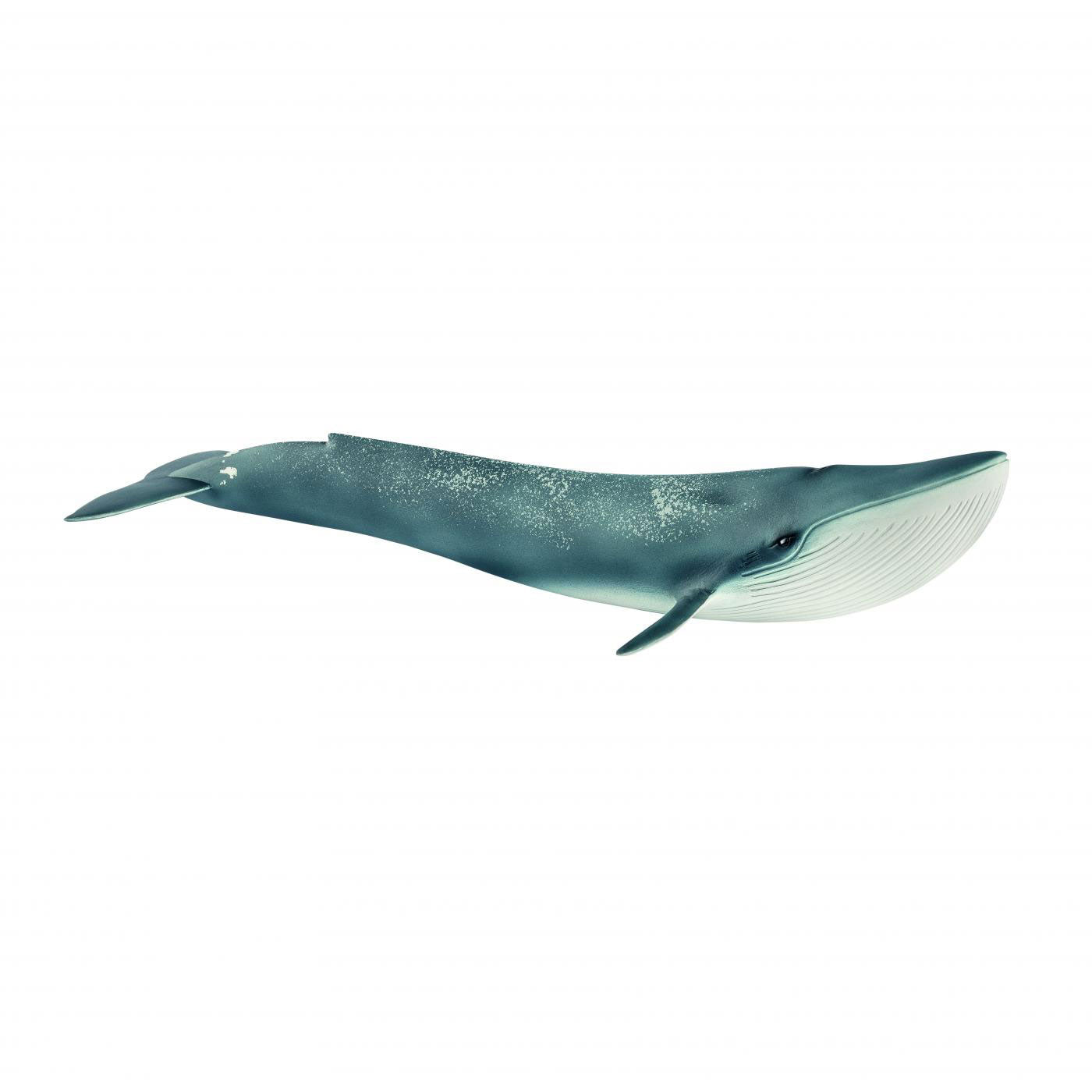 Schleich wild life - blauwe vinvis- speelfiguur - kinderspeelgoed voor jongens en meisjes - 3 tot 8 jaar - 14806