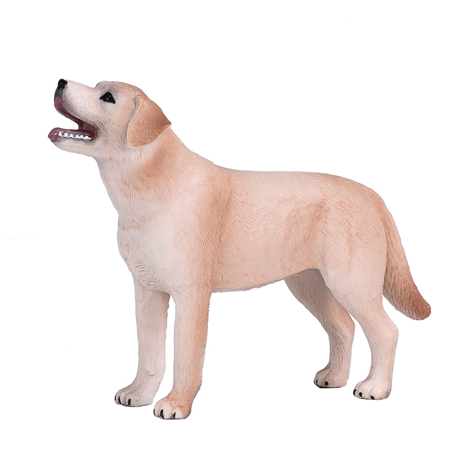 Mojo - farmland labrador - 387271