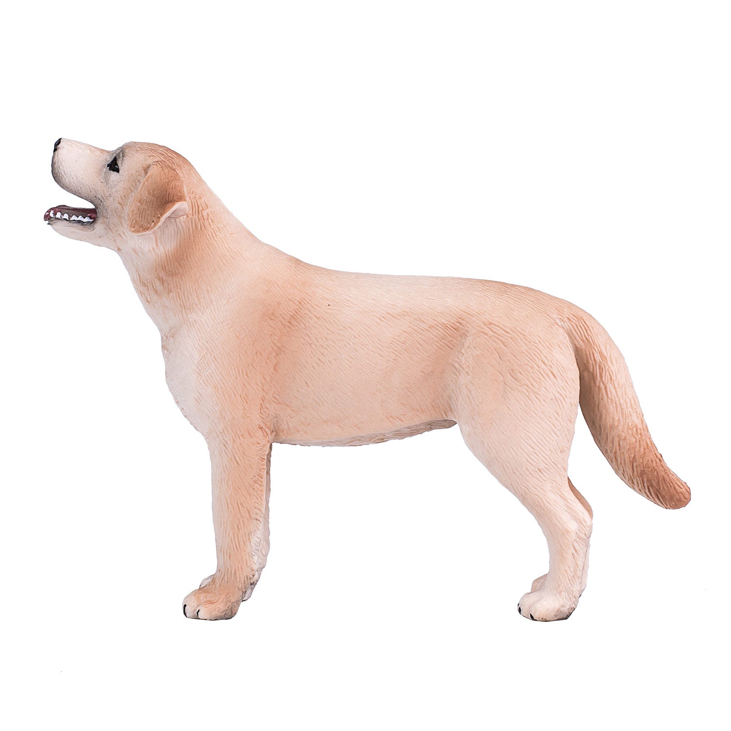 Mojo - farmland labrador - 387271