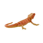 MOJO - MOJO wildlife baardagaam - 381096