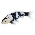 Mojo - sealife koi karper - shiro utsuri koi - 381102