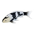 Mojo - koi collection - shiro utsuri koi zwart wit 381120