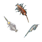 Kosmos - pekelkreeftjes kweken