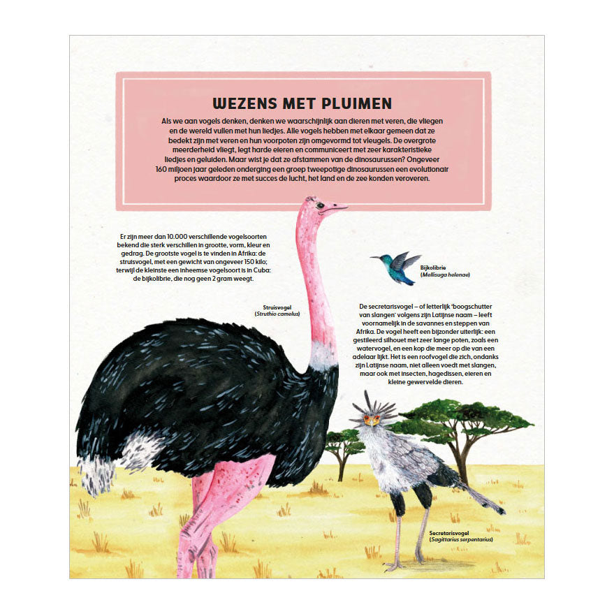 Deltas - Deltas De wondere wereld van vogels