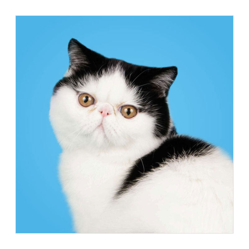 Deltas - Deltas Match the cats! - memospel