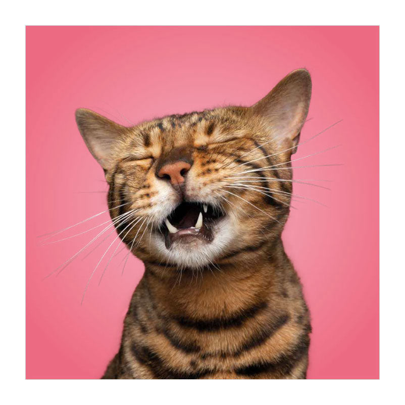 Deltas - Deltas Match the cats! - memospel