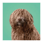 Deltas - Deltas Match the dogs! - memospel