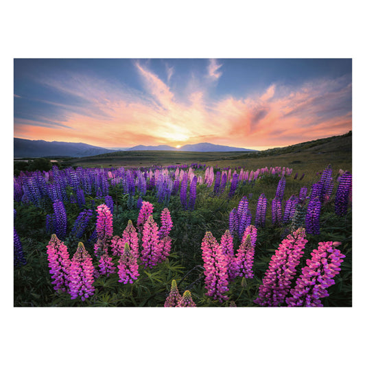 Ravensburger legpuzzel lupinen, 1000st.
