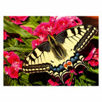 Ravensburger butterfly