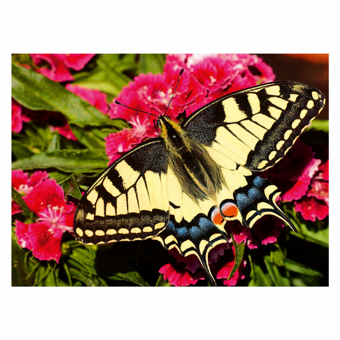 Ravensburger butterfly