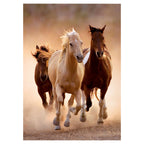 Clementoni puzzel high quality 1000 stukjes rennende paarden