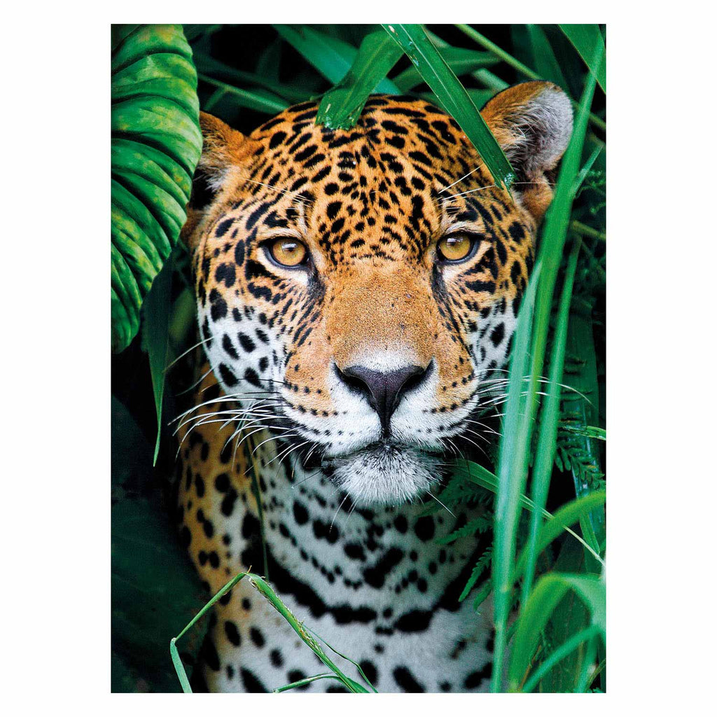 Clementoni - puzzel jaguar in de jungle 500st.