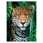 Clementoni - puzzel jaguar in de jungle 500st.