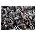 Clementoni Legpuzzel National Geographics - Zebra, 1000st.