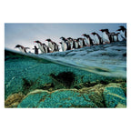 Clementoni Legpuzzel National Geographics - Penguin, 1000st.