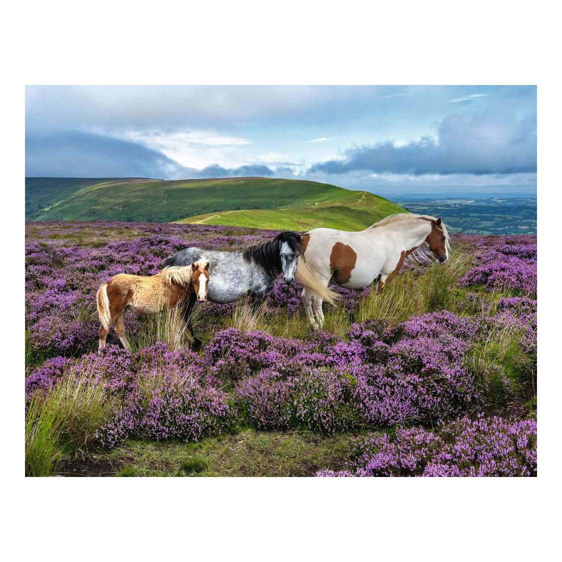 Ravensburger - legpuzzel wild horses in the heather - 2000st.