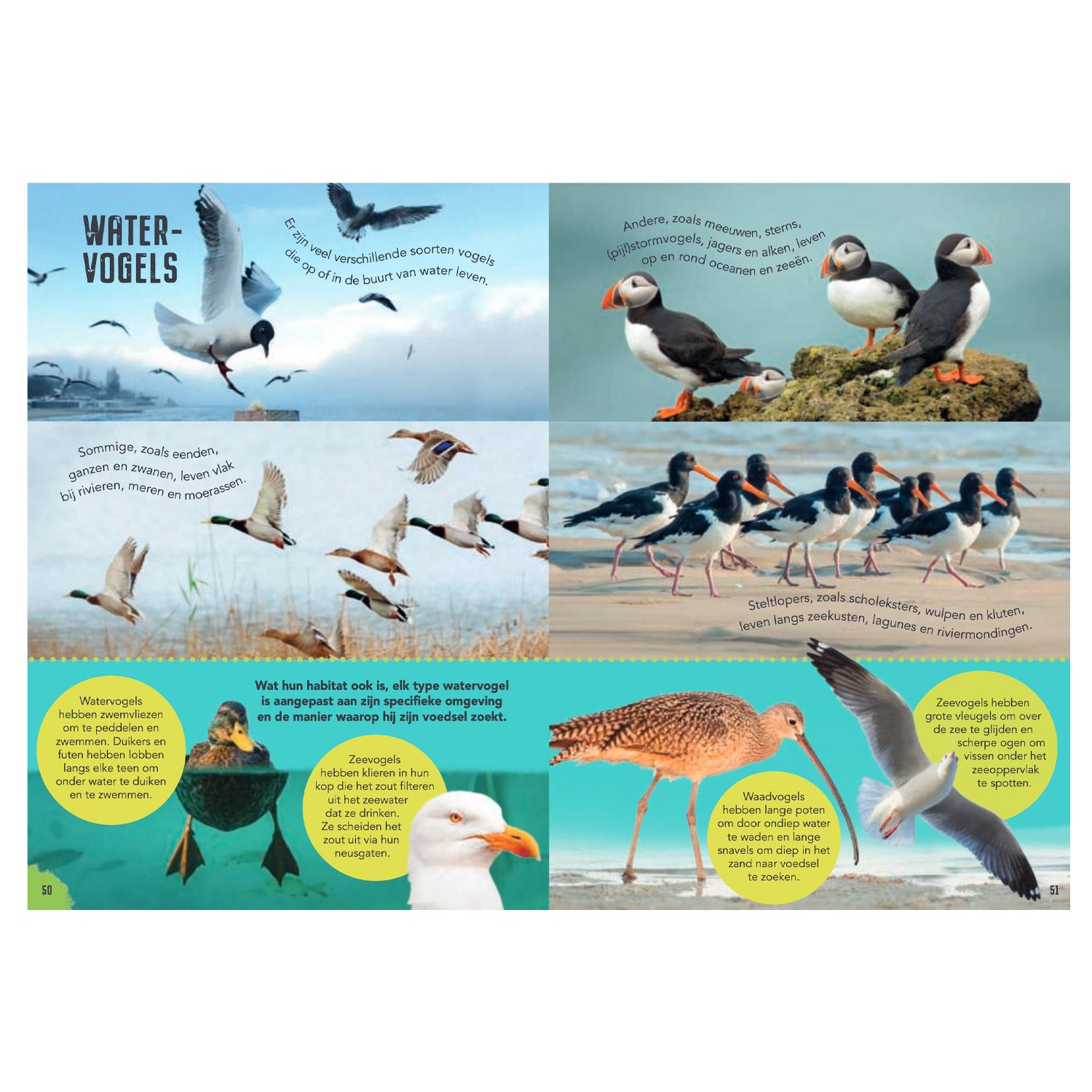 Rebo Publishers - Rebo Publishers Vogels - gids en natuurdagboek voor kinderen