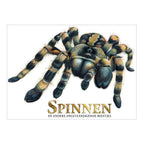 Rebo Publishers - Rebo Publishers Boek over spinnen angstaanjagende wezens