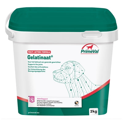 Chien gélatineux primitif