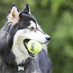 Kong squeakair ball - hondenspeelgoed - 6 st