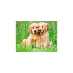 Ravensburger - – the golden retriever brothers – legpuzzel – 500 stukjes