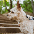 Tickless Eco teek en vlo afweer voor hond en kat bruin