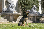 Morso - Morso hondenriem verstelbaar gerecycled full metal dog bruin