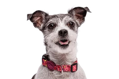 Morso - Morso halsband hond gerecycled pink think roze