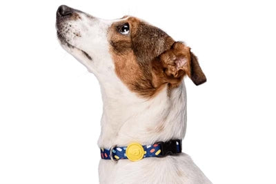 Morso - Morso halsband hond gerecycled color invaders paars
