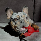 Nylabone - extreme chew lobster filet mignonsmaak