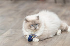Trixie zeedier pluche met catnip assorti