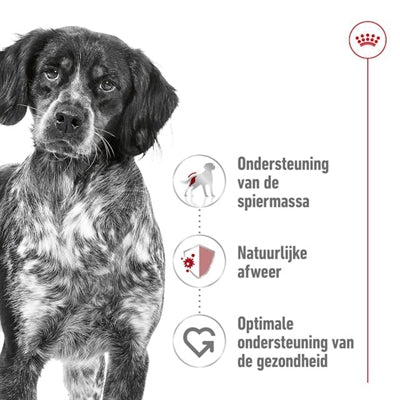 Royal Canin - Royal Canin medium adult