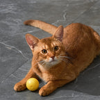 Eti - Eti Dynamische speelbal kat