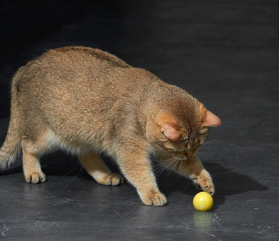Eti - Eti Dynamische speelbal kat