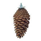 Back Zoo Nature - Back Zoo Nature foraging pine cone