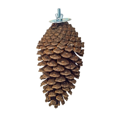 Back Zoo Nature - Back Zoo Nature foraging pine cone