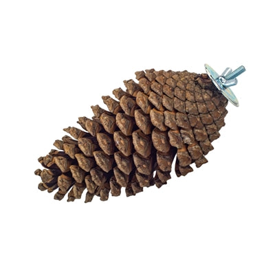 Back Zoo Nature - Back Zoo Nature foraging pine cone