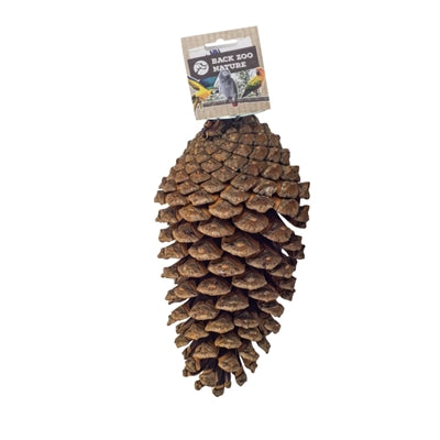 Back Zoo Nature - Back Zoo Nature foraging pine cone