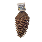 Back Zoo Nature - Back Zoo Nature foraging pine cone