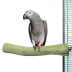 Back Zoo Nature - Back Zoo Nature java perch