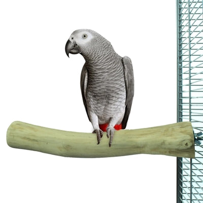 Back Zoo Nature - Back Zoo Nature java perch