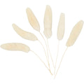 Creativ Company - Creativ Company Https://www.cchobby.nl/hazenstaart-gras-l-3-7-cm-6-stuk-1-doos