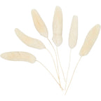 Creativ Company - Creativ Company Https://www.cchobby.nl/hazenstaart-gras-l-3-7-cm-6-stuk-1-doos