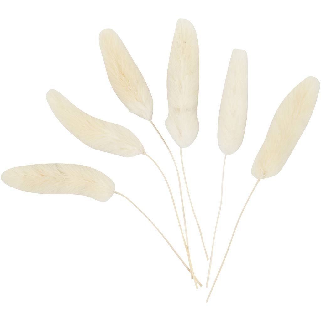 Creativ Company - Creativ Company Https://www.cchobby.nl/hazenstaart-gras-l-3-7-cm-6-stuk-1-doos
