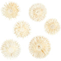 Creativ Company - Creativ Company Https://www.cchobby.nl/gedroogde-bloemen-d-3-5-cm-6-stuk-1-doos