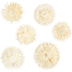 Creativ Company - Creativ Company Https://www.cchobby.nl/gedroogde-bloemen-d-3-5-cm-6-stuk-1-doos