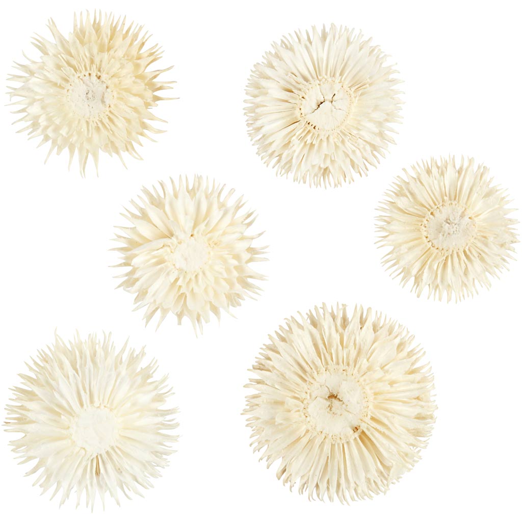 Creativ Company - Creativ Company Https://www.cchobby.nl/gedroogde-bloemen-d-3-5-cm-6-stuk-1-doos